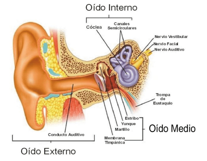 Anatomía del sistema auditivo y su importancia para el piloto