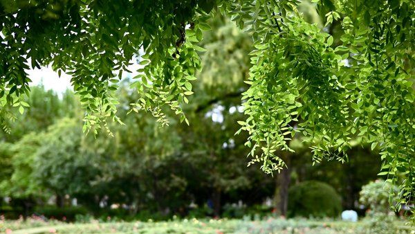 Zonas verdes de Shanghái, China: parques designados para volar drones