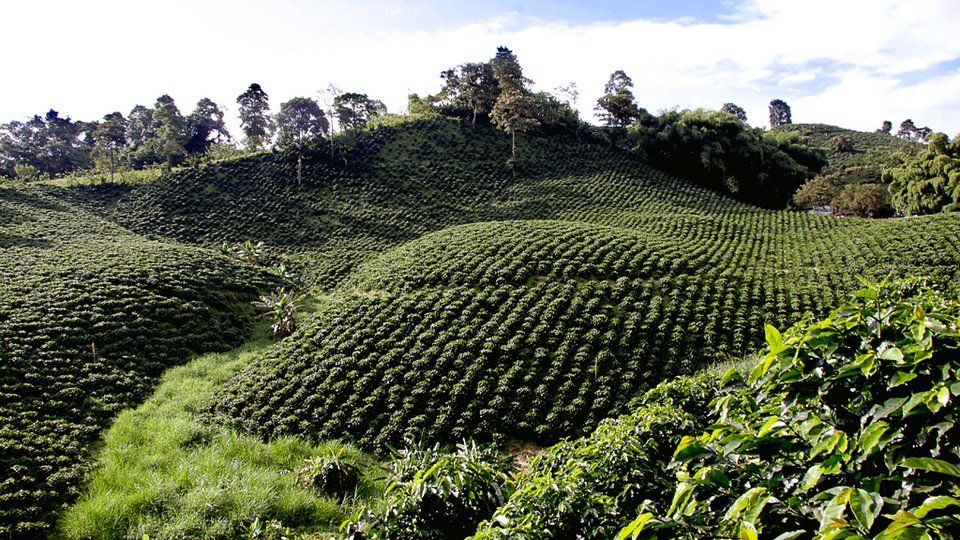 Eje Cafetero colombiano - paisaje cultural para drones