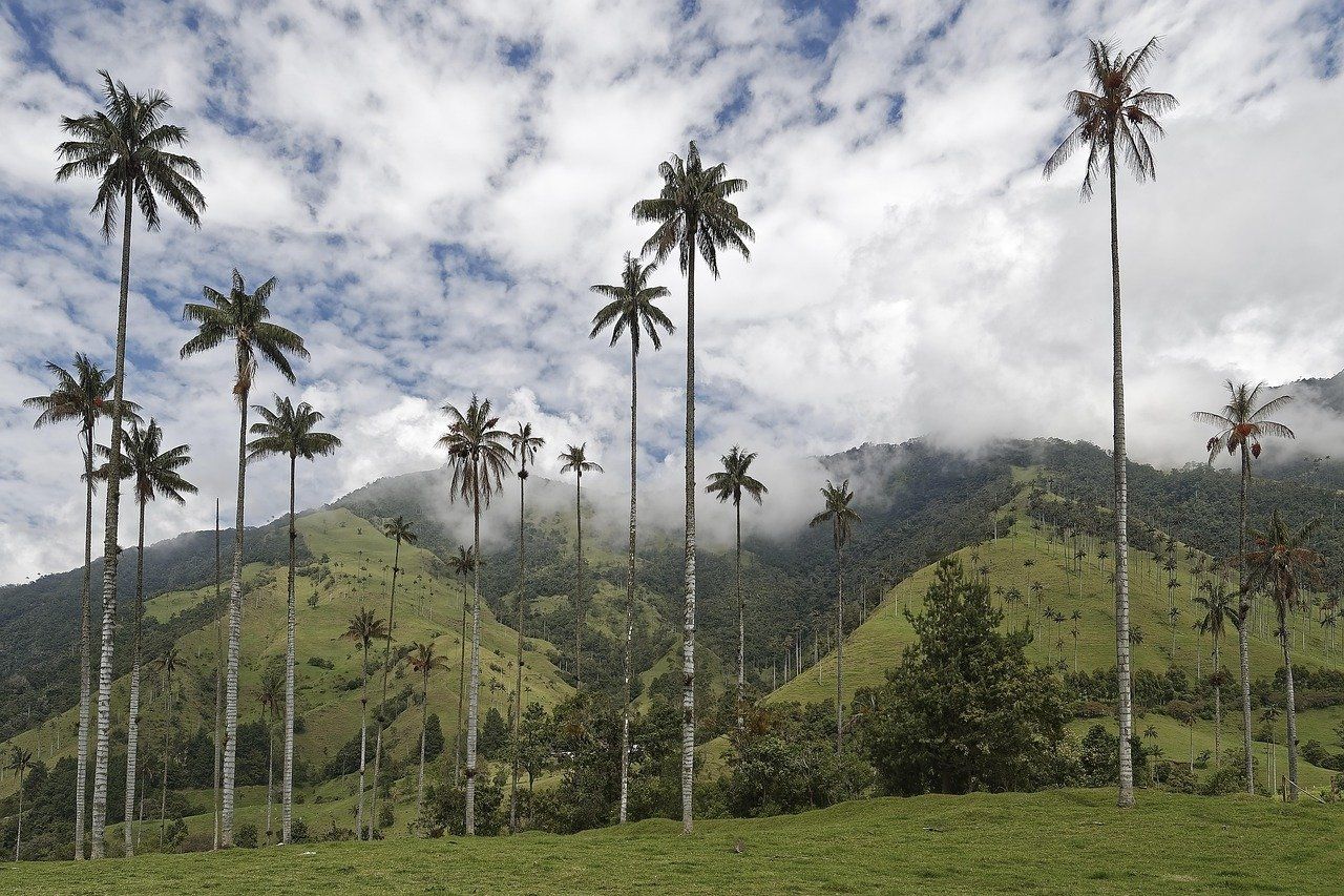 Eje Cafetero (valle del Cocora) en Colombia: cafetales y palmeras para volar drones en categoria abierta