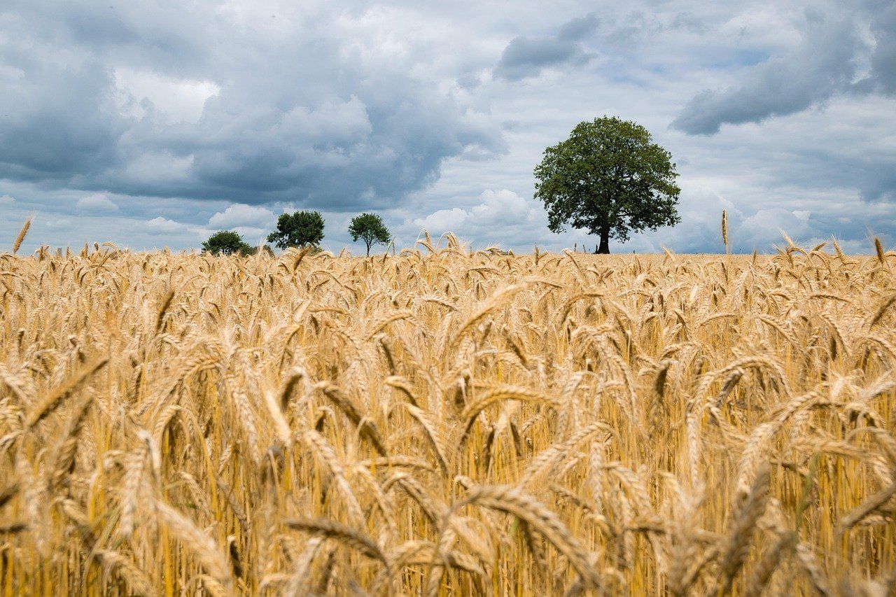 Plateau de Saclay en Ile-de-France: zona rural abierta para volar drones cerca de Paris