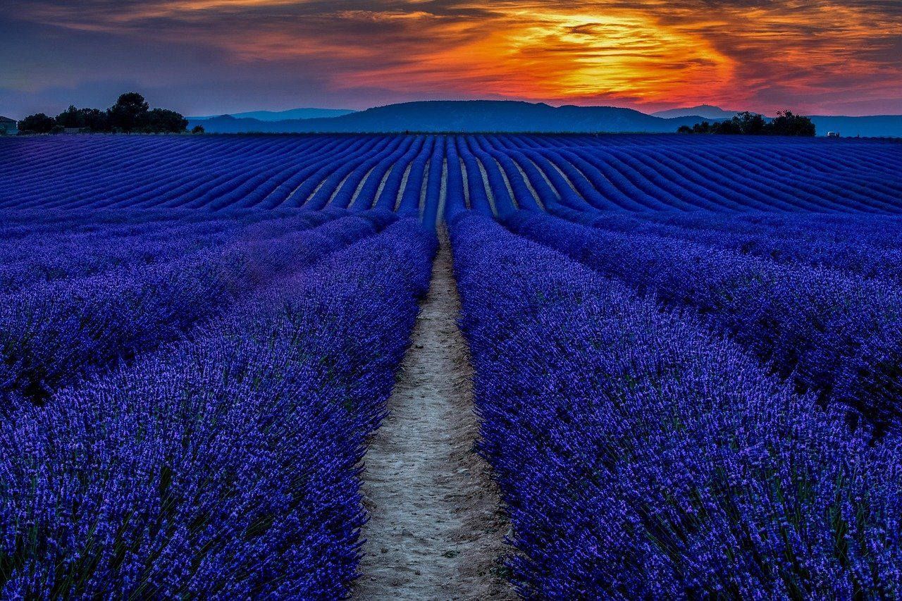 Campos de lavanda de Valensole en Provenza: paisaje para volar drones en categoria abierta