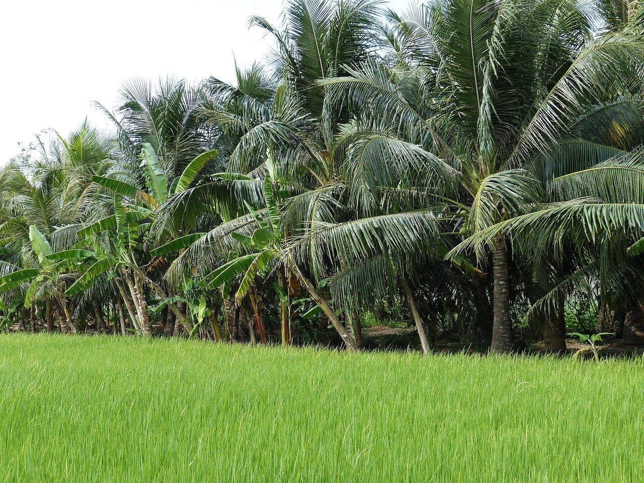 Delta del Mekong en Vietnam: arrozales para volar drones solo con permiso del MoD
