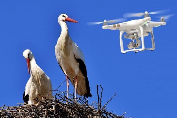 Zonas de Fauna Sensible para drones: Responsabilidad ambiental