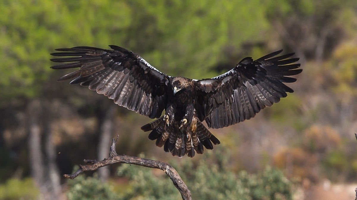 Águila ibérica en zona de fauna sensible protegida