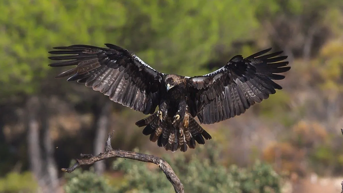Águila ibérica en zona de fauna sensible protegida