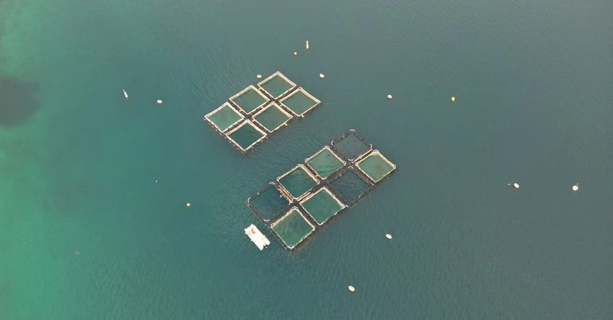 Caso de uso — Pesca y acuicultura — Foto de DeLuca G (Pexels)