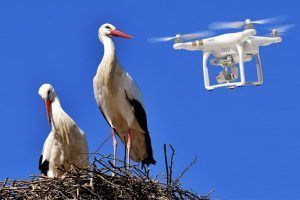 Zonas de Fauna Sensible para drones: Responsabilidad ambiental