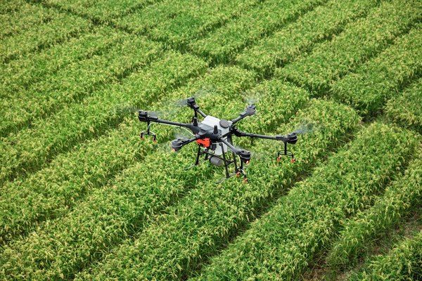 Dron pulverizando un cultivo en un tratamiento fitosanitario